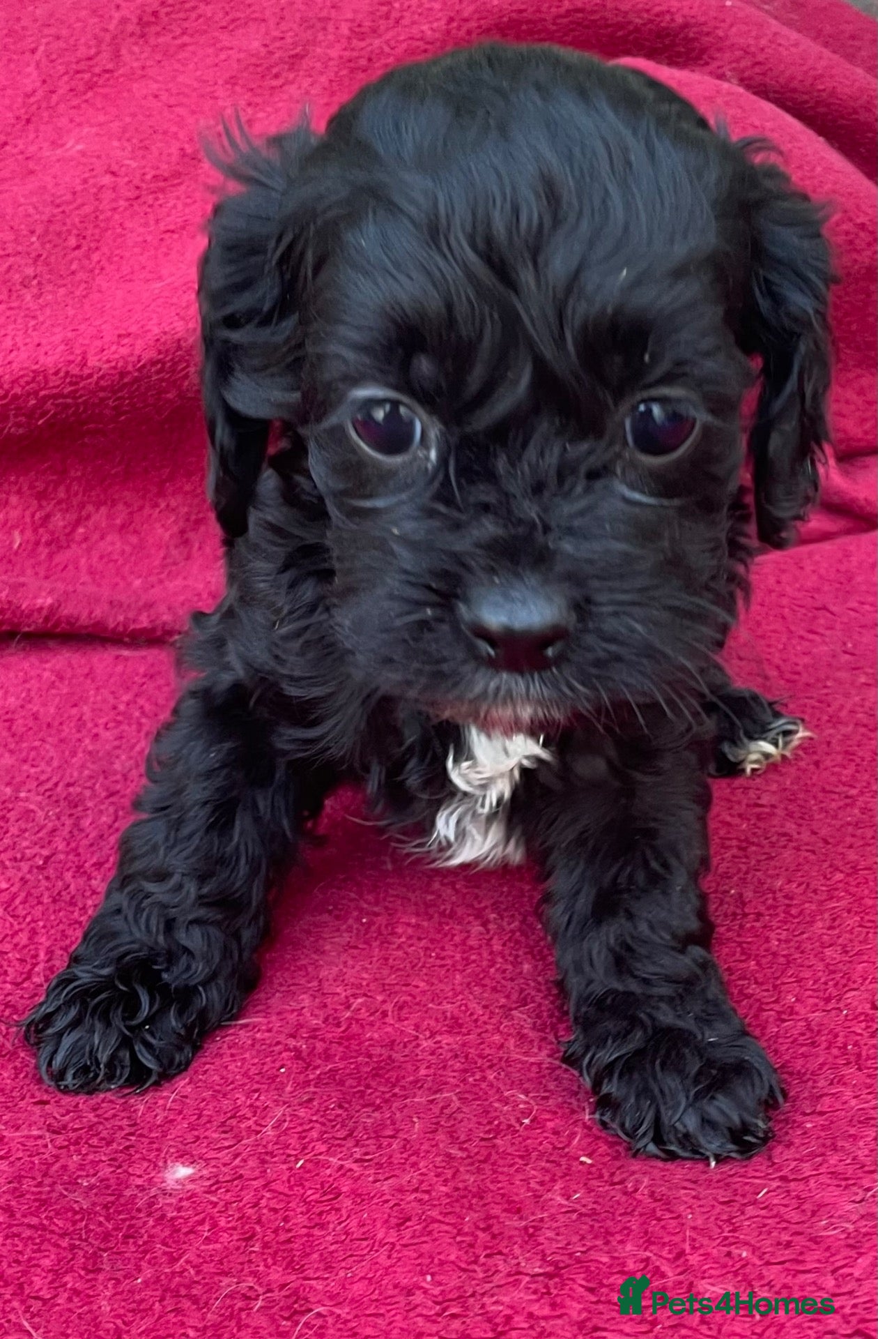 Cockapoo dogs American cockapoos - yankydoodles - Advert 5