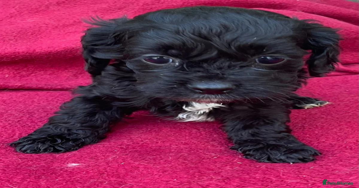 Miniature toy Cockapoo Puppies for sale | Pets4Homes