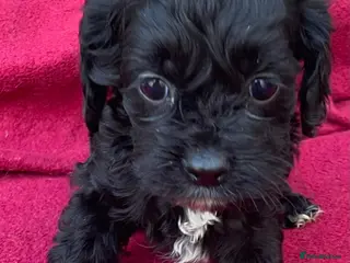 Cockapoo dogs American cockapoos - yankydoodles - Advert 5