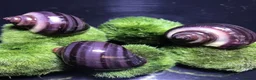 Shrimps fish for sale: Blue dream shrimp cherry and yellow  in Peterborough - Advert 9