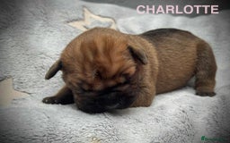 Cane Corso dogs for sale: 🐾✨ PatoSquad Kennel FCI Puppies ✨🐾 - Image 10