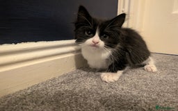 Mixed Breed cats for sale: 3 female kittens ready to leave - Image 8
