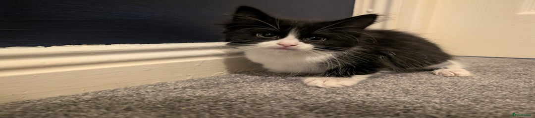 Mixed Breed Kitten 3