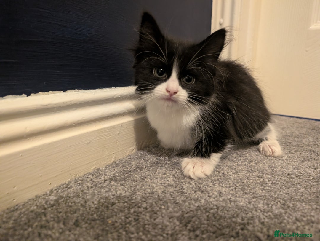 Mixed Breed cats for sale: 3 female kittens ready to leave - Image 8