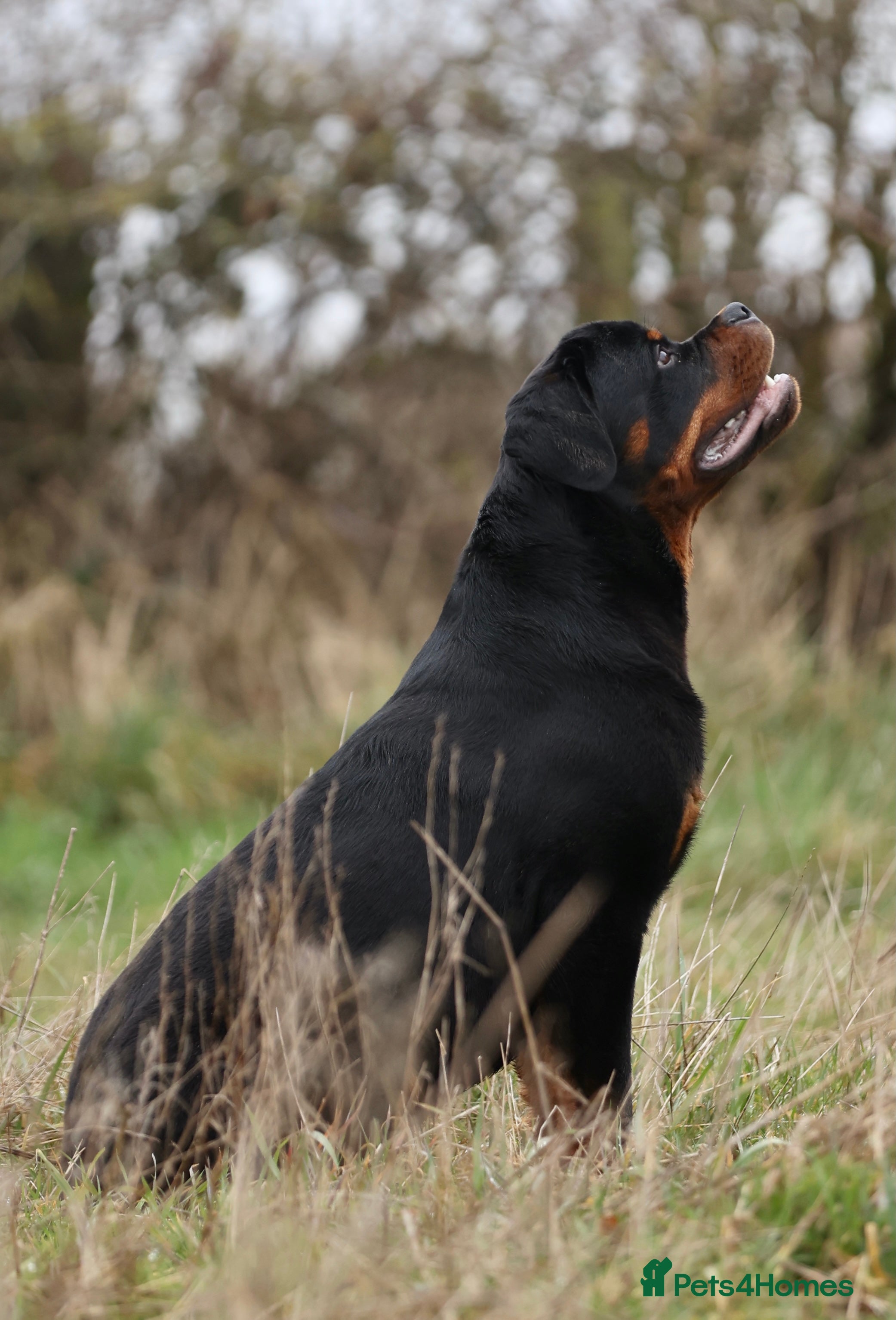 Rottweiler dogs KC Registered, 5 Star Bloodlines, STUD ONLY in Rugby - Advert 5