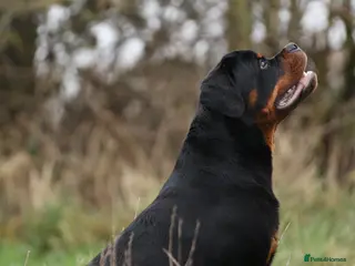 Rottweiler dogs KC Registered, 5 Star Bloodlines, STUD ONLY in Rugby - Advert 5