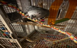 Parrots birds for sale: Semi Tame African Grey - Image 13