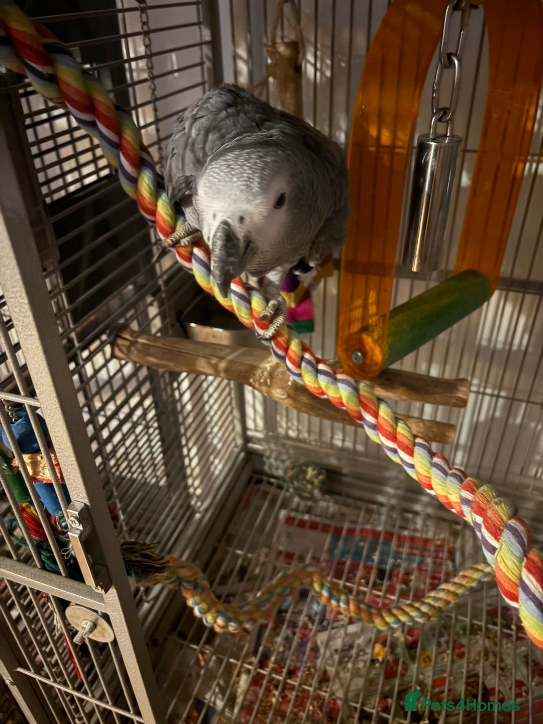 Parrots birds for sale: Semi Tame African Grey - Image 13