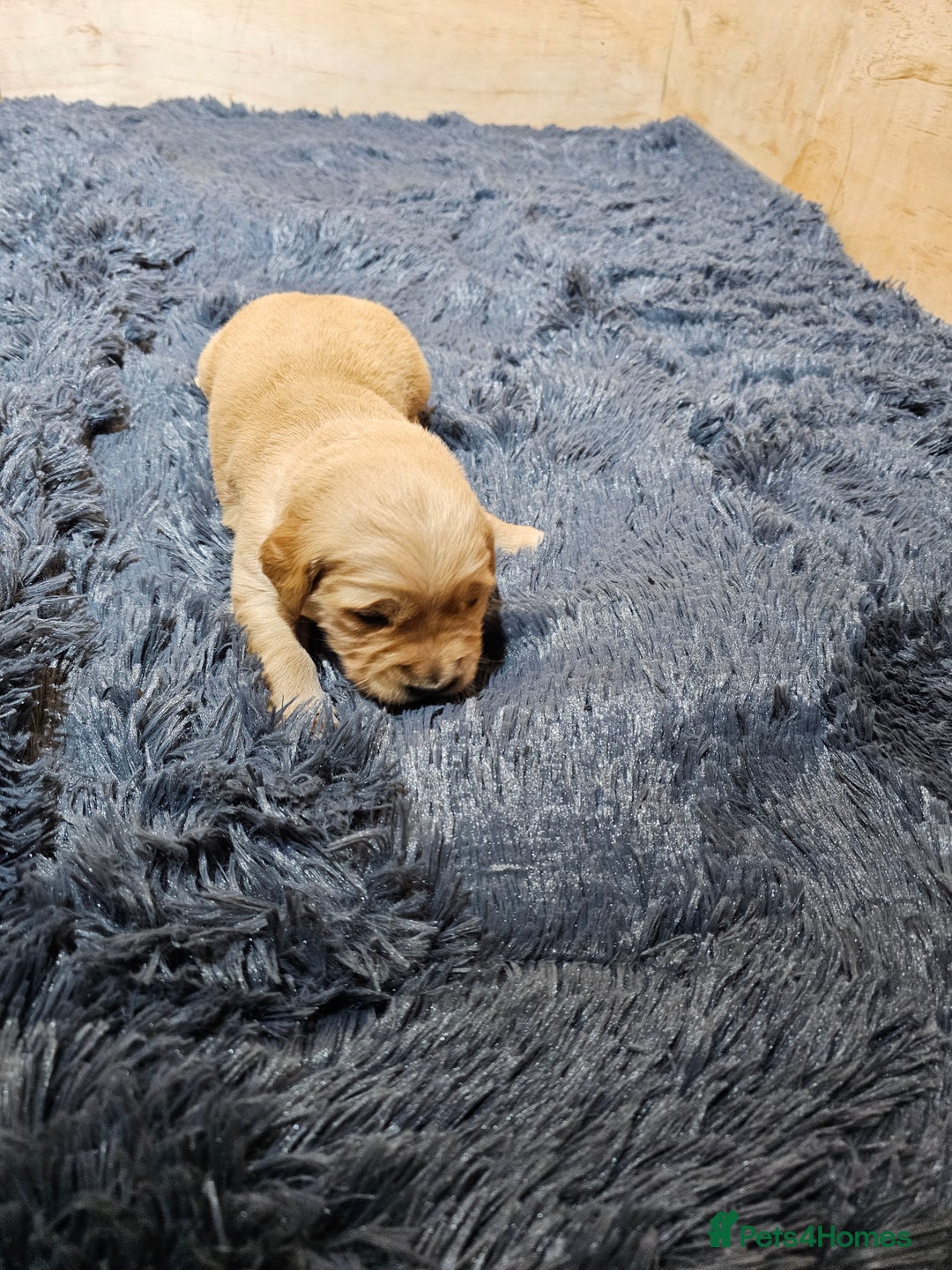 Golden Retriever dogs for sale: Golden retriever puppy for sale in Harrow  London - Advert 14