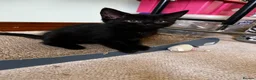 Mixed Breed cats for sale: Beautiful 8 week kittens in Bridgwater - Advert 5