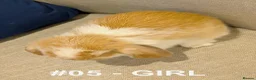 Mini Lop rabbits for sale: Exceptional Mini-Lops. Collect: Sun 16th August - Advert 8