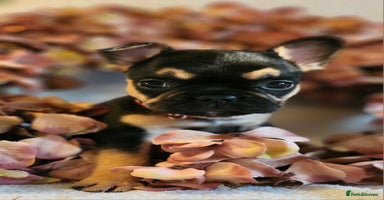 French Bulldog dogs - Advert 11