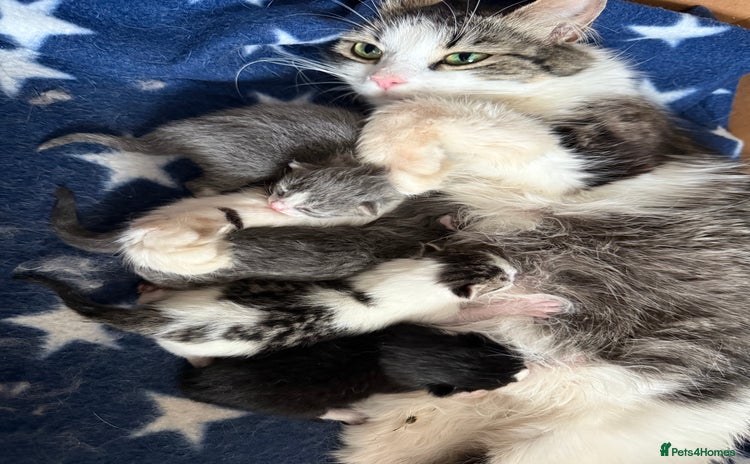 Mixed Breed cats - Advert 4