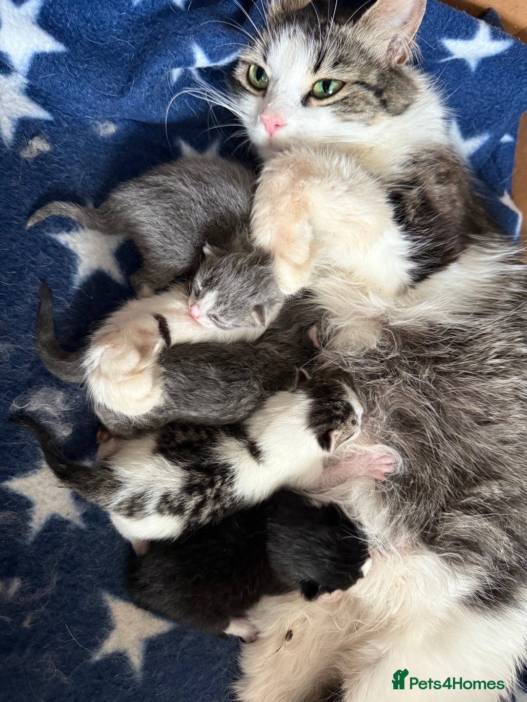 Mixed Breed cats for sale: 3 mixed kittens 😸😸😸 - Image 1