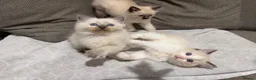 Ragdoll cats for sale: GCCF REGISTERED RAGDOLL BOYS AVAILABLE  - Advert 11