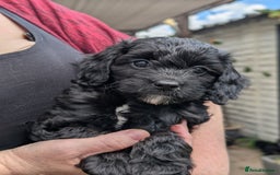 Cockapoo dogs for sale: We have Four Beautiful Cockerpoo Puppies Available - Image 10