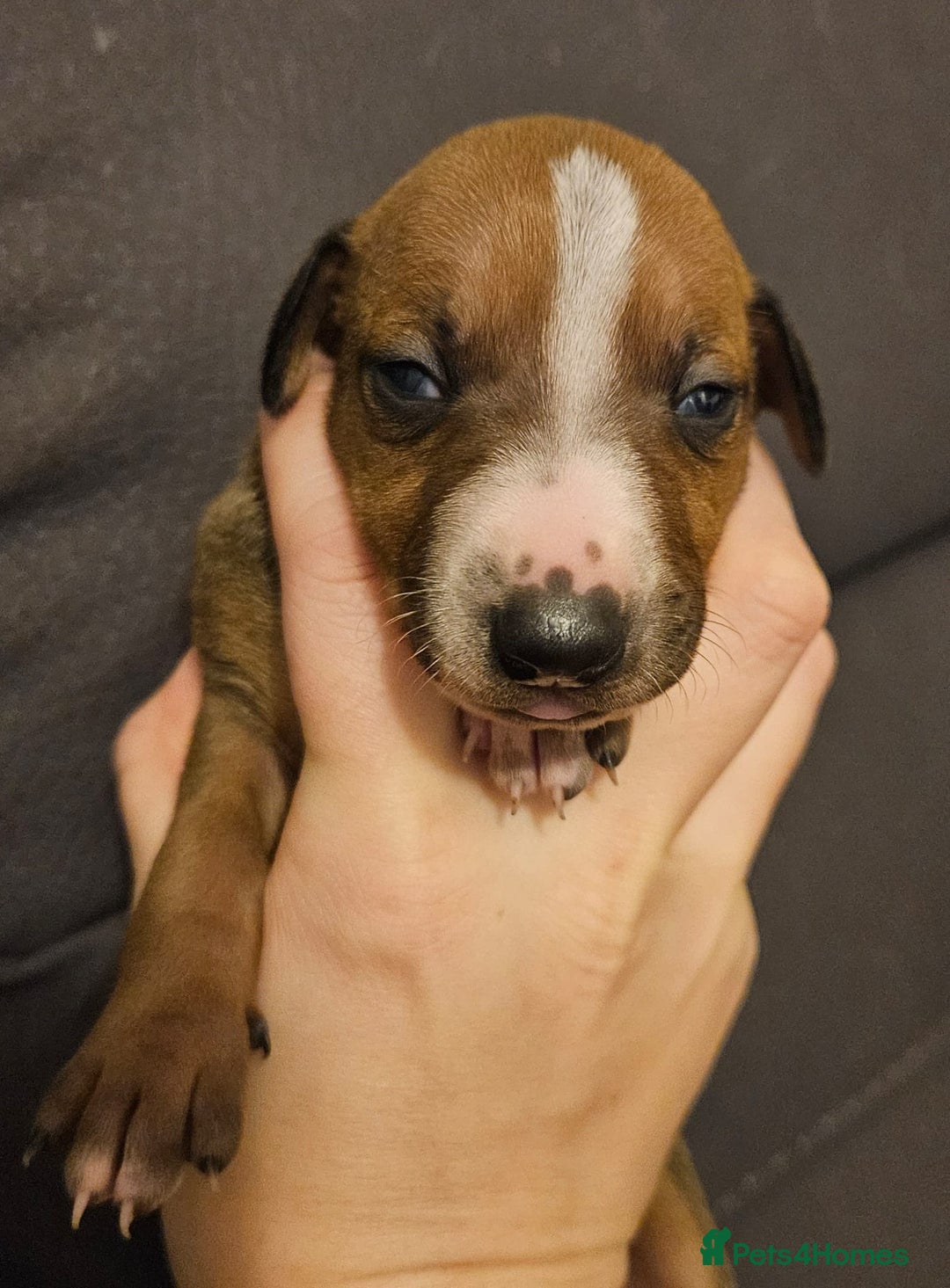 Mixed Breed dogs for sale: Italian Greyhound x Bull Greyhound Puppies - Advert 26