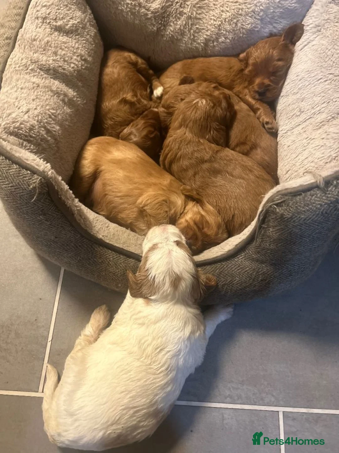 Cockapoo dogs for sale: Healthy Cockapoo puppies available for sale  in Bromley - Advert 3