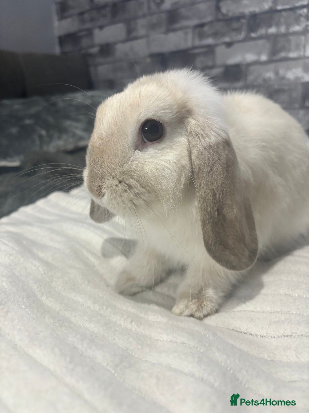 Mini Lop rabbits for sale: Mini Lop male for sale - Advert 3
