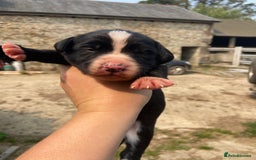 Sprollie dogs for sale: Springer spaniel x - Image 8