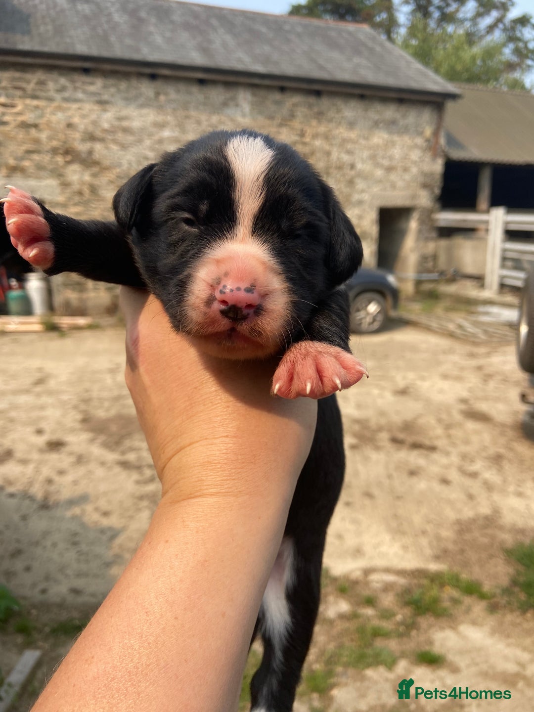 Sprollie dogs for sale: Springer spaniel x - Image 8