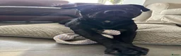 Staffordshire Bull Terrier dogs for stud: STUNNING STAFFORDSHIRE BULL TERRIER STUD - Advert 3