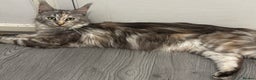 Maine Coon cats for sale: 8 month old Maine coon  - Advert 2