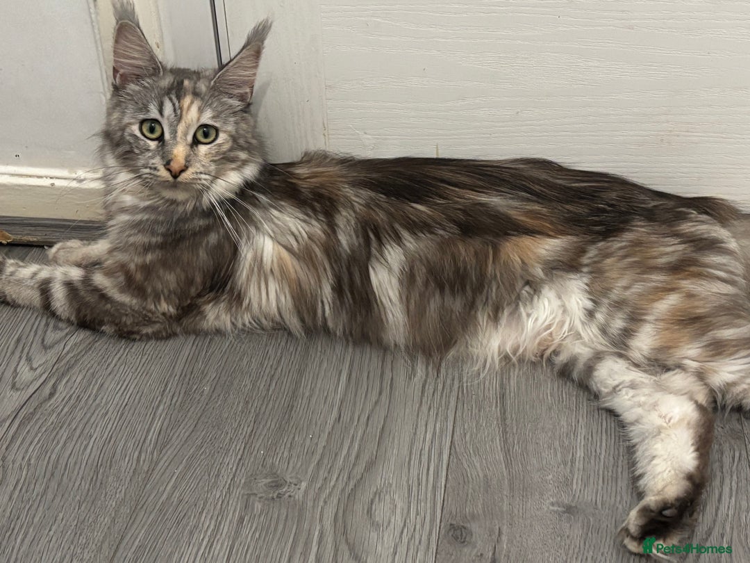 Maine Coon cats for sale: 8 month old Maine coon  - Advert 2