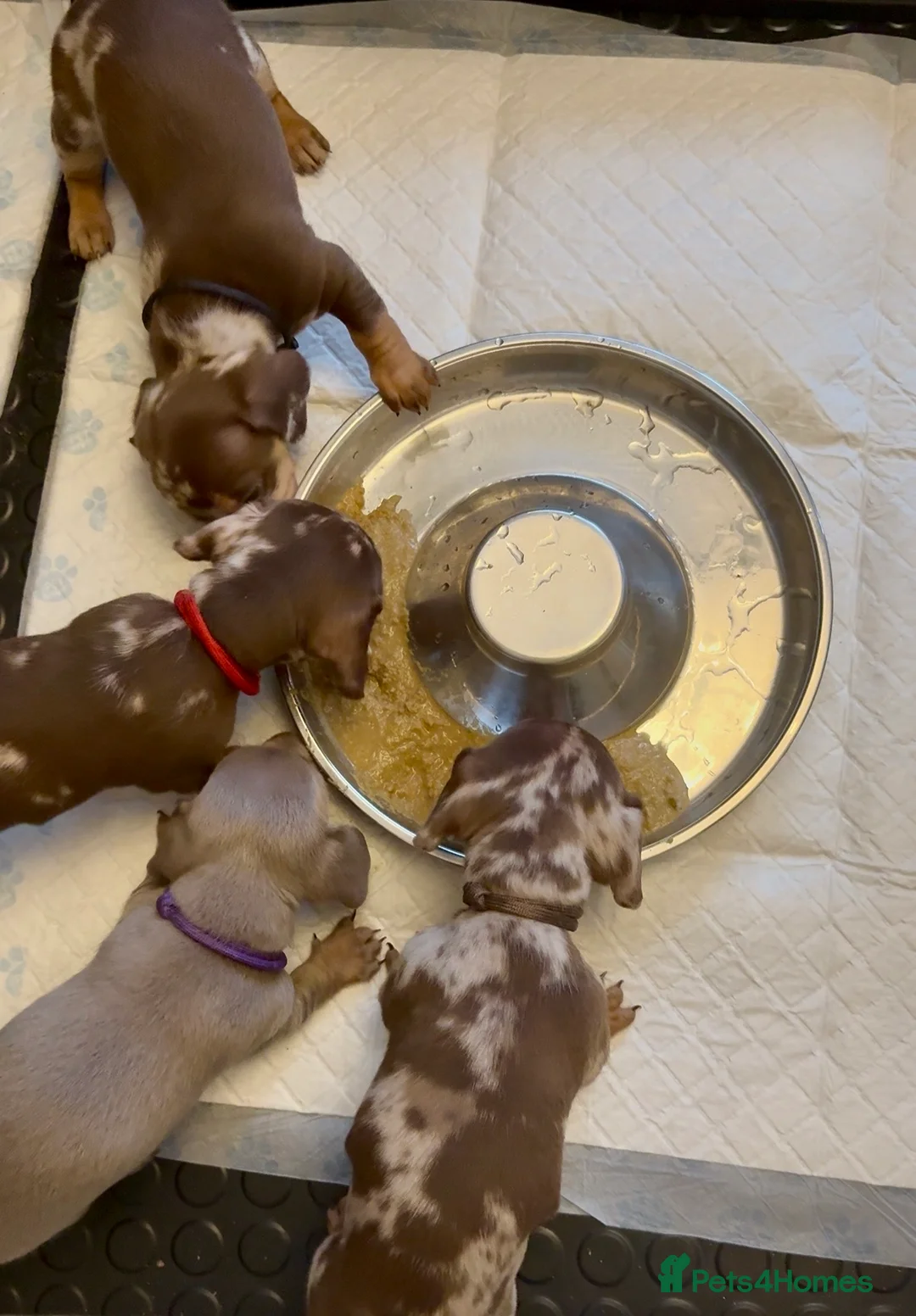 Dachshund dogs for sale: Beautiful miniature dachshunds dapple & Isabella  - Advert 2