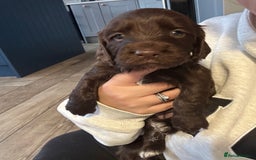 Cocker Spaniel dogs for sale: KC Registered Working Cocker Spaniels  - Image 10