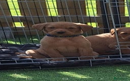 Labrador Retriever dogs for sale: Red fox labrador puppy's  - Image 8