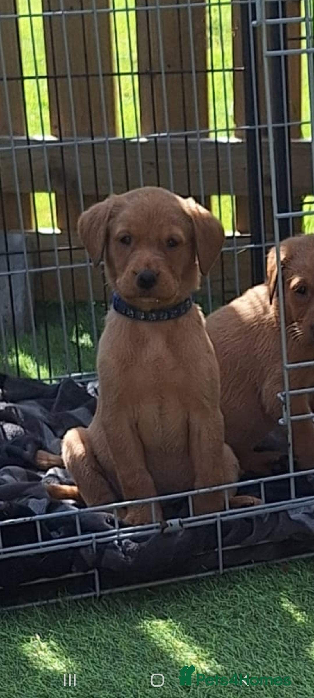 Labrador Retriever dogs for sale: Red fox labrador puppy's  - Image 8
