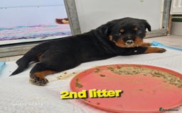 Rottweiler dogs for sale: (KC) REX & DELLAS FINAL LITTER OF QUALITY PUPS - Image 38