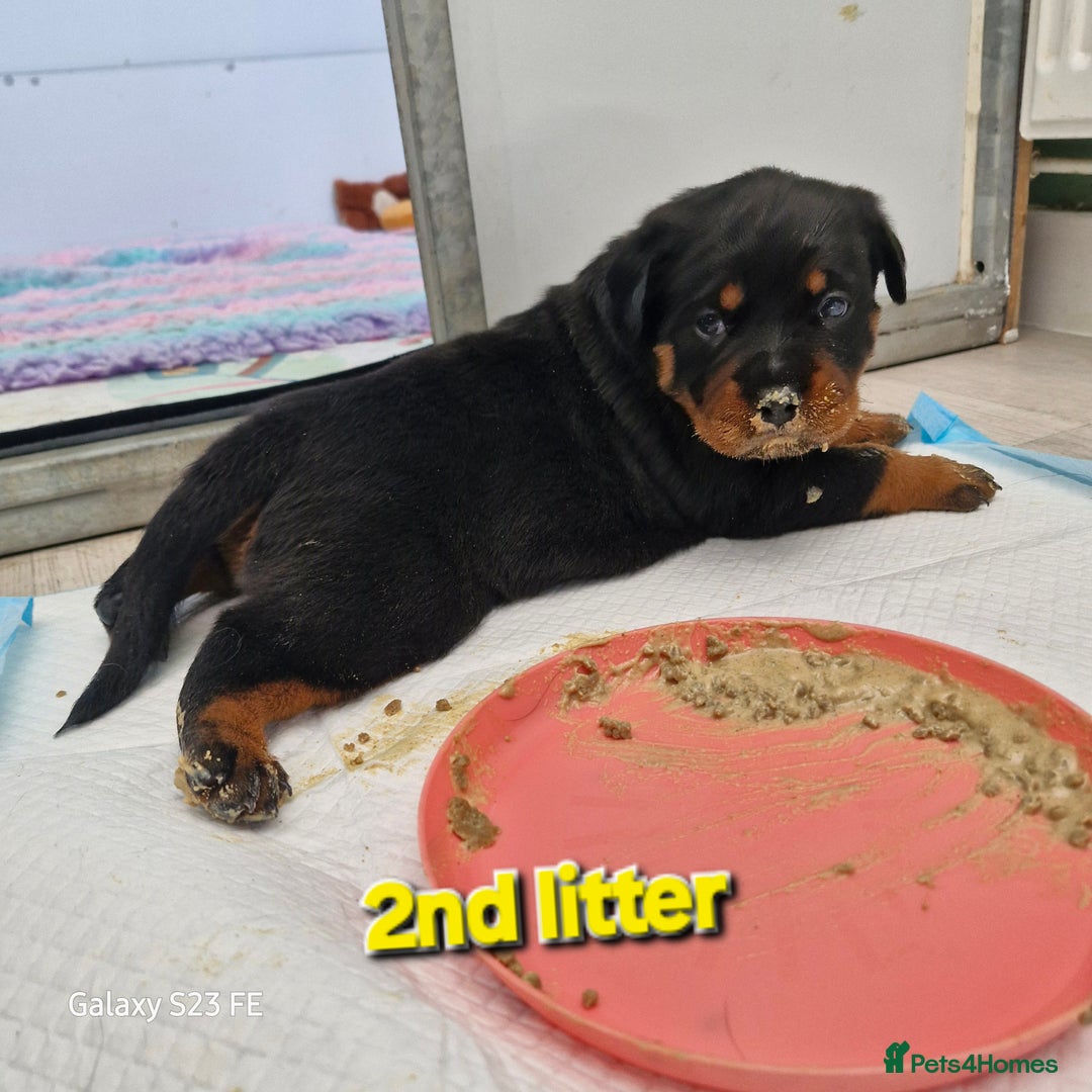 Rottweiler dogs for sale: (KC) REX & DELLAS FINAL LITTER OF QUALITY PUPS - Image 38