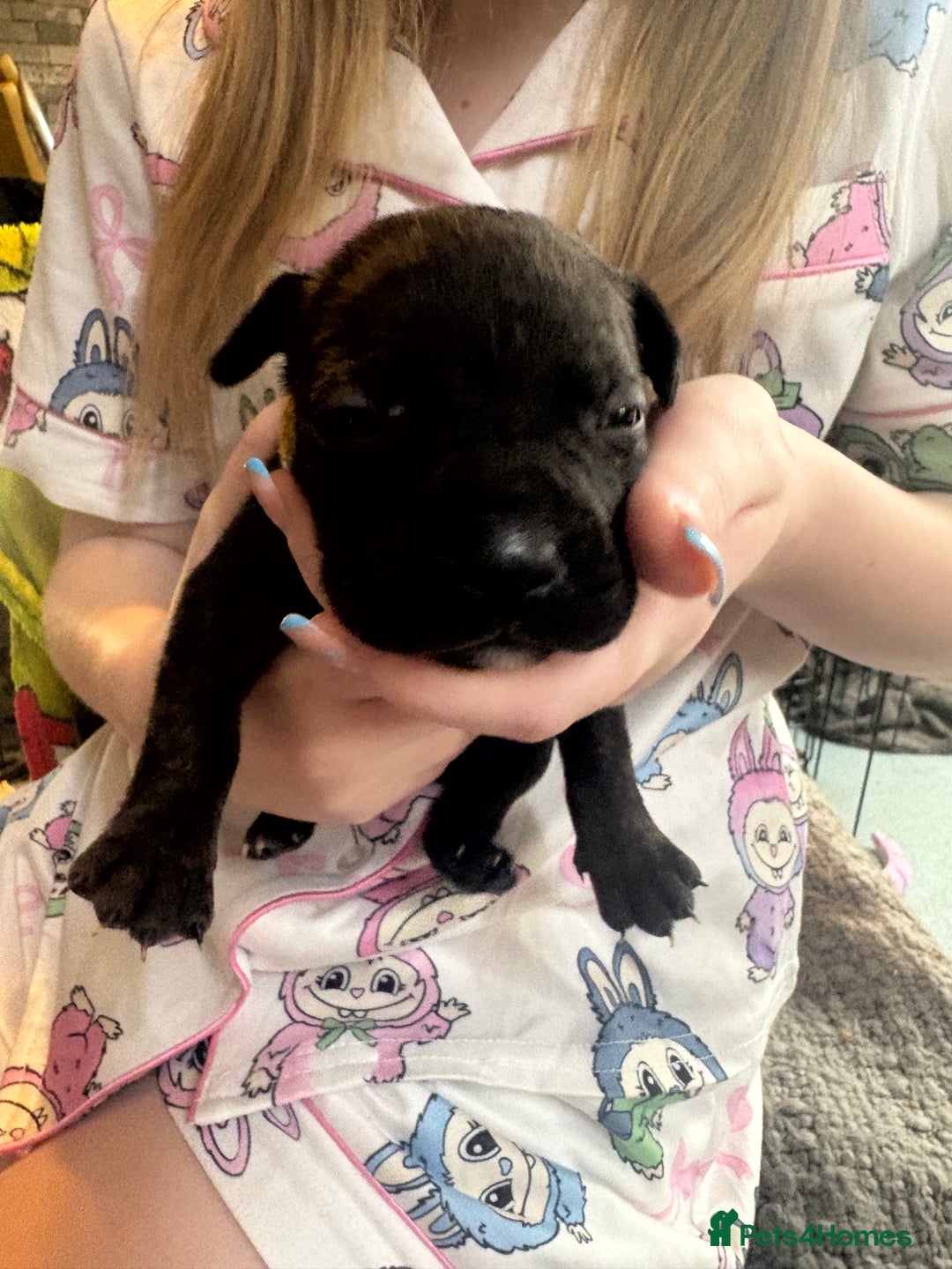 Mixed Breed dogs for sale: Staffy pups - Advert 23