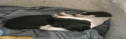 Mixed Breed dogs for sale: Chihuahua  - Advert 4