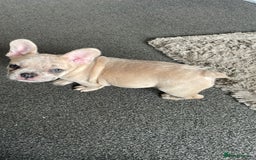 French Bulldog dogs for sale: 14 month fawn merle frenchbulldog DWKCREGISTERED  - Image 4