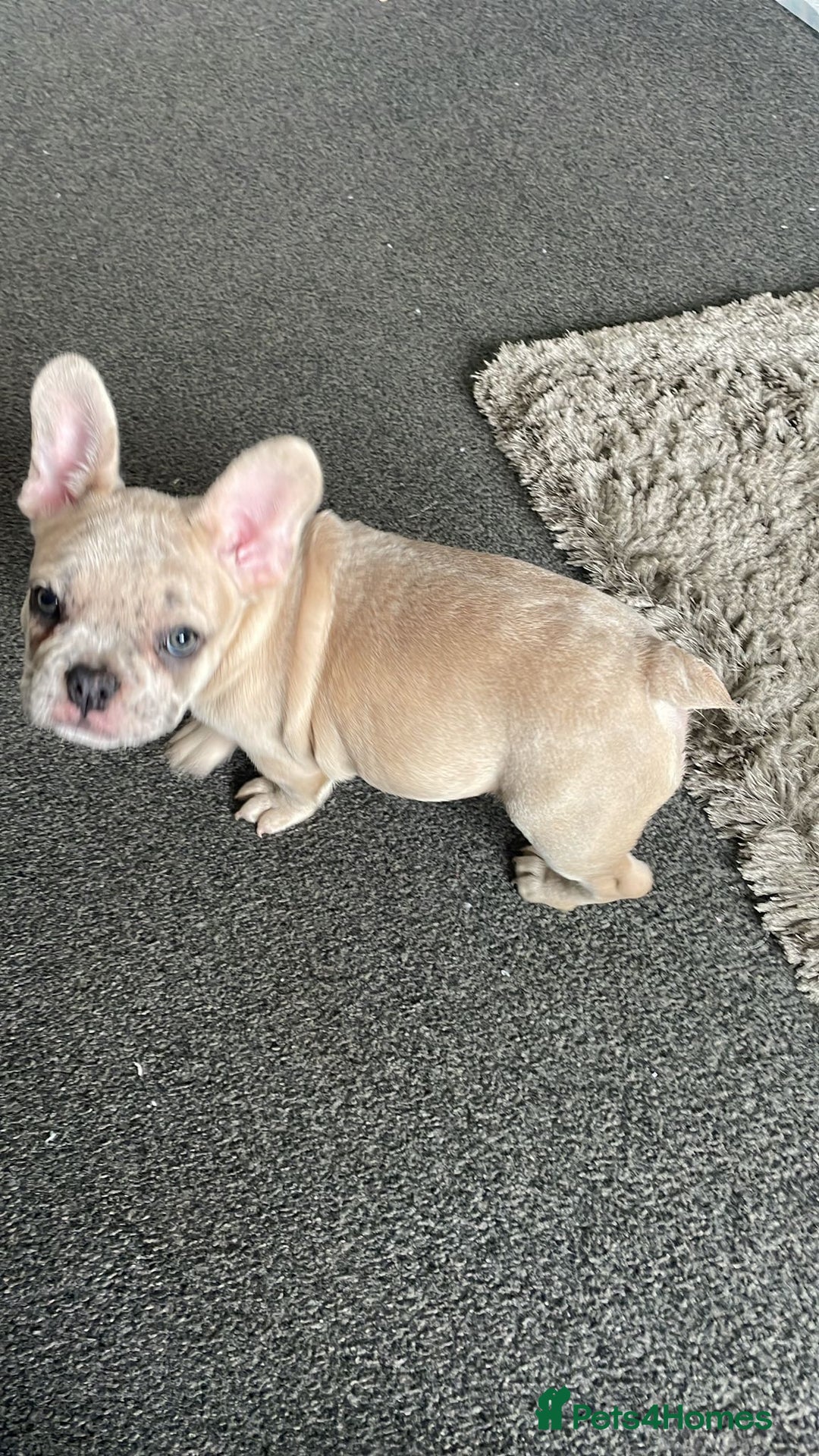French Bulldog dogs for sale: 14 month fawn merle frenchbulldog DWKCREGISTERED  - Image 4