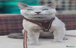 Russian Blue cats for sale: GCCF ACTIVE RUSSIAN QUEEN - Advert 8