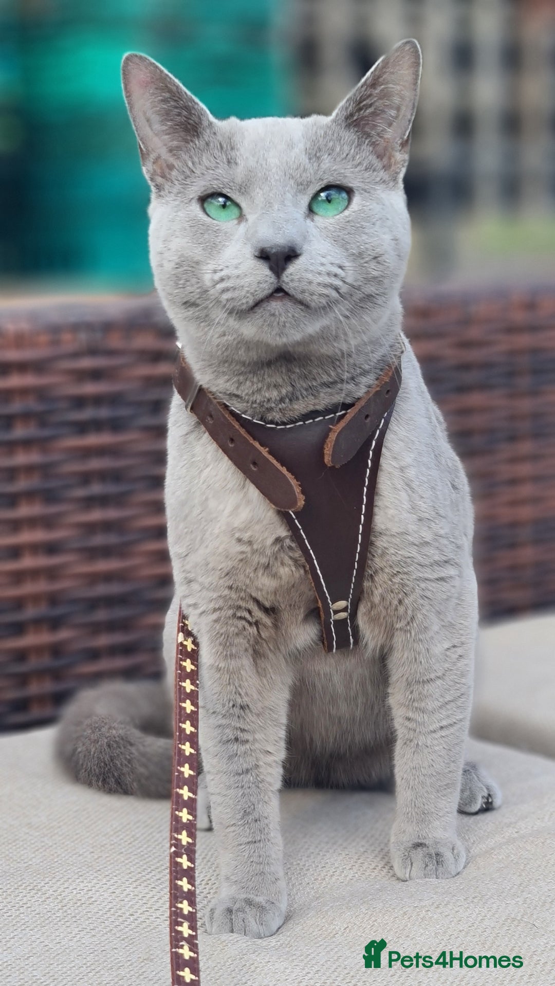Russian Blue cats for sale: GCCF ACTIVE RUSSIAN QUEEN - Advert 8