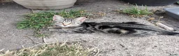 Mixed Breed cats for sale: Lovely Kittens  - Advert 5