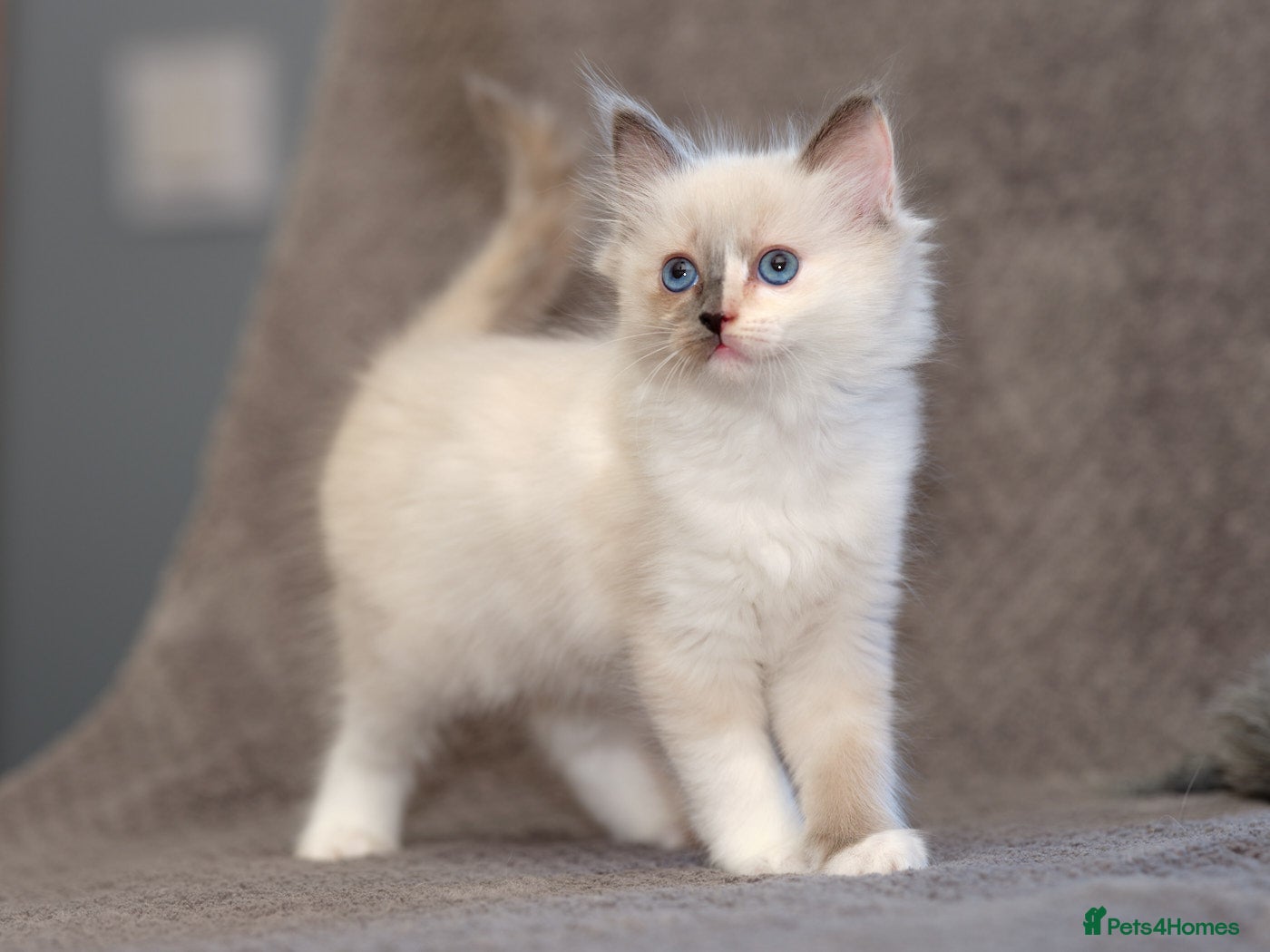 Ragdoll cats Ragdoll kittens for sale 🐾 - Advert 1