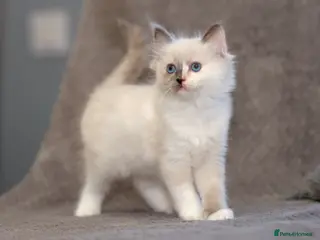 Ragdoll cats Ragdoll kittens for sale 🐾 - Advert 1