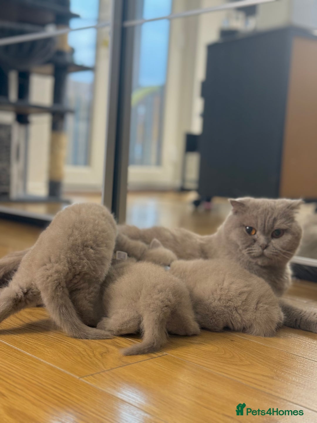 Scottish Fold cats for sale: Scottish fold - Image 9