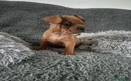Mixed Breed dogs for sale: Rare breed French Bulldog x English bulldog   - Image 13