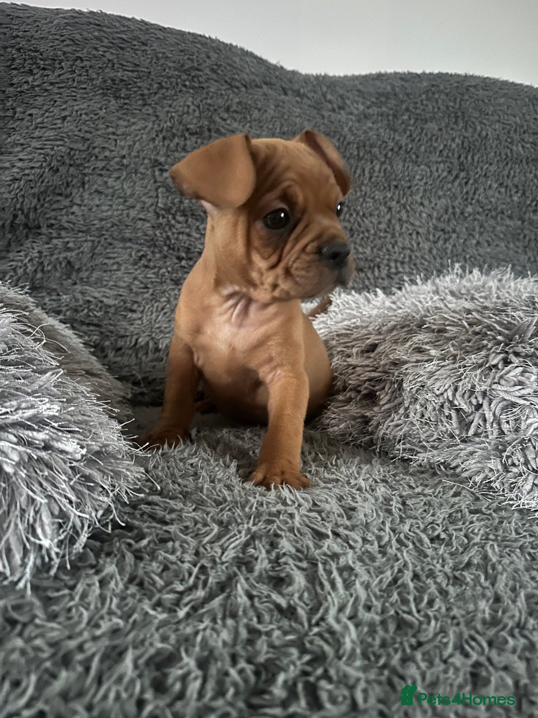 Mixed Breed dogs for sale: Rare breed French Bulldog x English bulldog   - Image 13