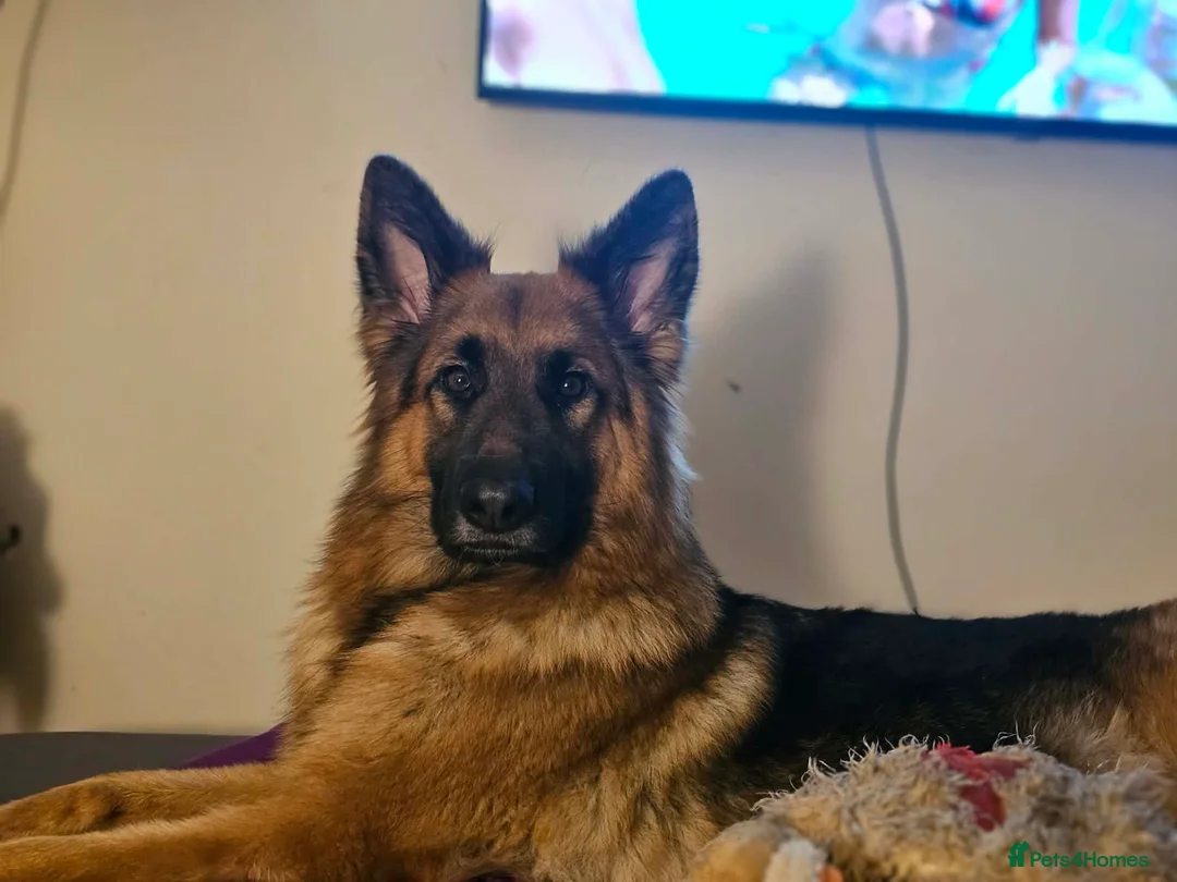 German Shepherd dogs for sale: Lovable 2.5year old German Shepherd - Advert 1