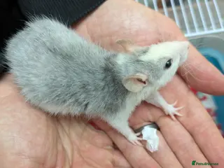 Rat rodents Rex Dumbo and top eared baby Rats, - Advert 4