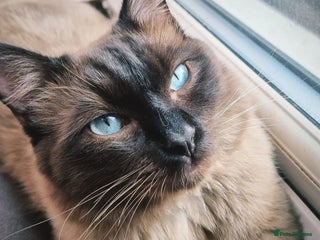 Ragdoll cats Ragdoll Seal Sepia Stud Genetically Tested 🐾 in London - Advert 3