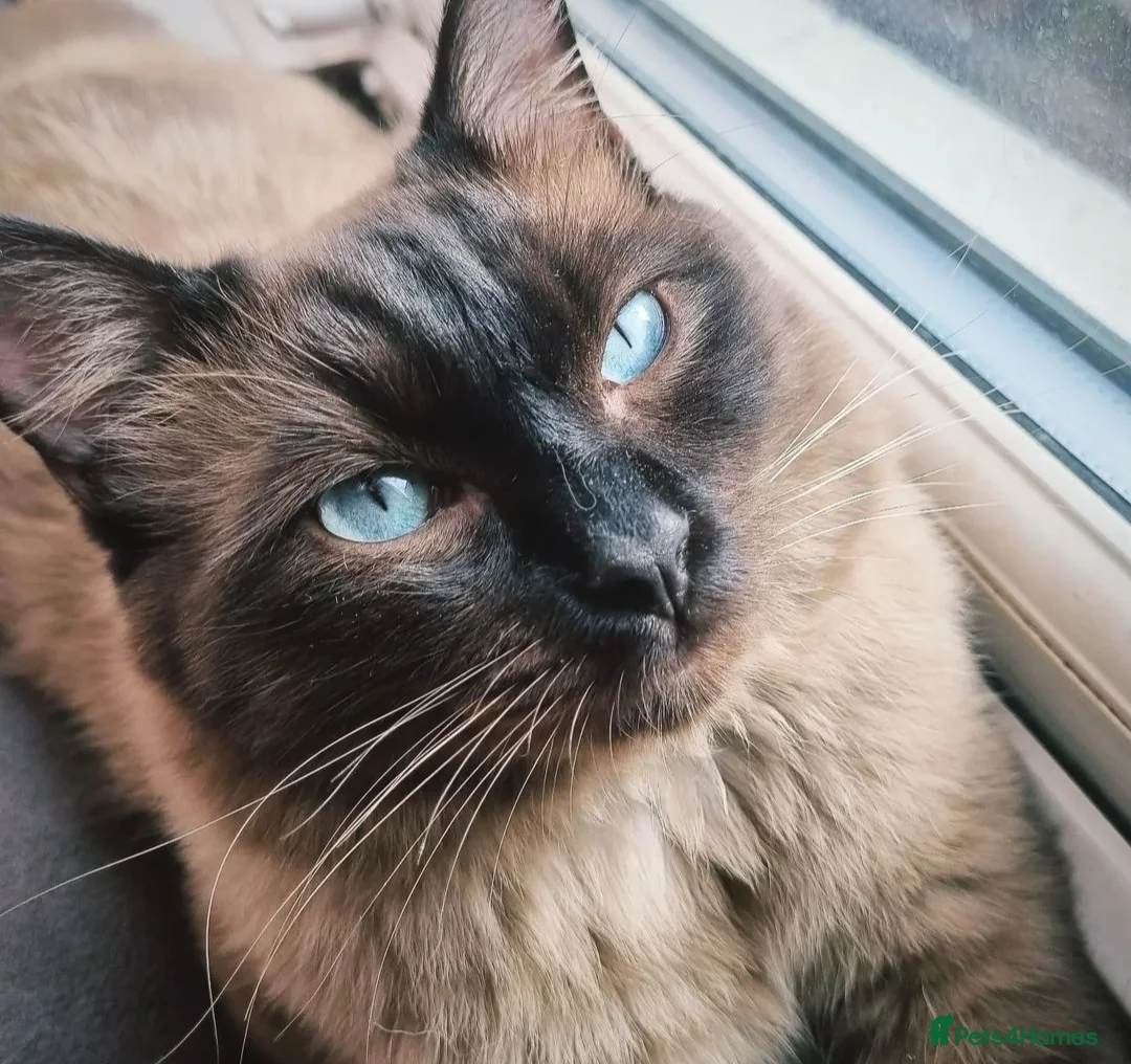 Ragdoll cats for stud: Ragdoll Seal Sepia Stud Genetically Tested 🐾 in London - Advert 3